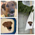 convert your dog cat pet into custom embroidery digitizing file
