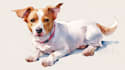 draw watercolor pet portrait