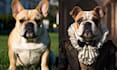 custom noble aristocratic pet portraits for your beloved pets
