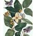paint watercolour botanical illustrations