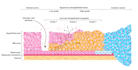 design your scientific and educational illustrations
