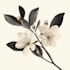 illustrate best botanical illustration