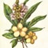 paint watercolour botanical illustrations