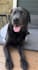 create german ugc videos for dog brands