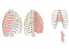 draw medical illustrations for your book, ebook, website, and medical app