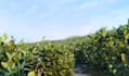 create realistic 3d plant and tree models