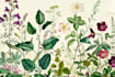 create a botanical or floral illustration art for you