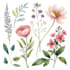 draw botanical and nature illustrations
