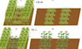 provide expert maize soybean intercropping analysis