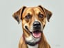 custom pet portrait, dog portrait, cat portrait