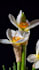 do 3d plant animation, flower design, 3d plant, 3d flower, 3d flower animation