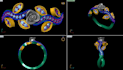 design 3d jewelry models using rhino and matrix