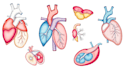 design scientific illustrations and medical figures