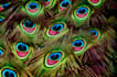 going to make pattern design