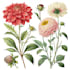 paint watercolour botanical illustrations