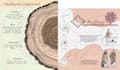 create educational infographic illustrations
