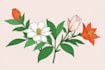 draw line art illustration botanical and flower beautifully