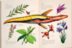 draw scientific animals, plants, book illustrations