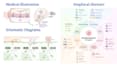 draw medical illustrations, anatomy diagrams and graphical abstracts