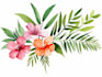 paint watercolour botanical illustrations