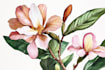 paint watercolour botanical illustrations