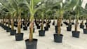plan and design a professional agricultural project for investors