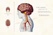 do academic illustrations scientific figures medical illustration
