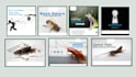 design outstanding pest control ads design