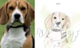 draw a custom pet portrait in one line style