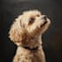 draw animal pet portrait