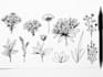 create a botanical black and white pen sketch