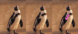 remove unwanted objects and add new elements with motion tracking