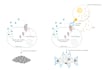 create stunning scientific illustrations