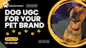 create engaging and creative pet ugc content