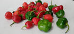provide healthy food ingredients