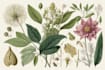 draw botanical illustration art for you