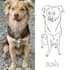 draw custom ugly pet portrait, bad portrait, line drawing