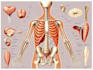 design medical and scientific illustration