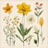 draw botanical and flower beautifully