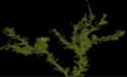 render 3d flower animation, 3d plant modeling, 3d flower rendering, plant design