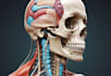 draw digital coloured anatomy and medical illustrations
