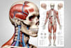 make highly customised medical and anatomy illustrations