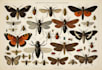 draw insects, arthropods, or animals in scientific illustrations digitally