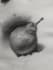 illustrate a graphite sketch for your needs