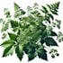 make botanical vector illustration of plant