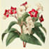 paint watercolour botanical illustrations