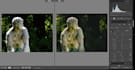 professionally edit your photos in adobe lightroom