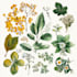 draw illustrations flower botanical