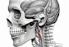 professional medical illustrations, drawings, exercises