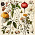 draw watercolour botanical illustrations
